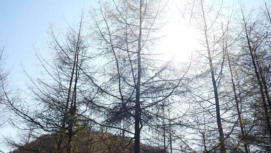 湖北恩施大山顶林区原始森林唯美风景