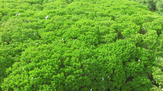 海边红树林 白鹭候鸟升格 栖息地航拍