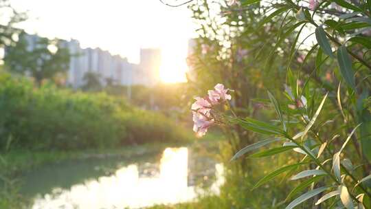 阳光照射在花草树木上自然风景