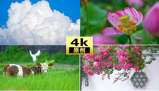 雨水下雨雨天绿色植被空镜雨后绿植花卉特写