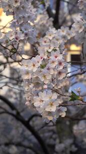 春天踏青樱花盛开公园竖版竖屏