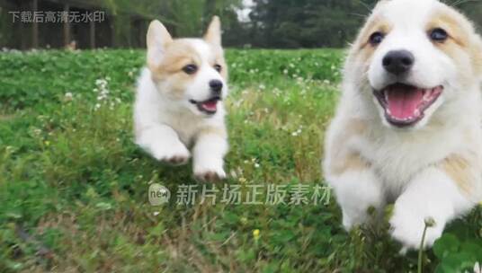 可爱柯基犬在草地上奔跑追逐玩耍慢镜头