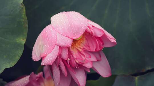 夏天雨后的荷花水珠