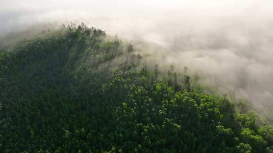晨雾缭绕的绿色山林