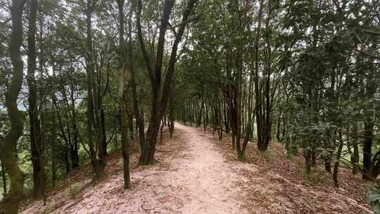 山间小路/山林小路风景/步步为营