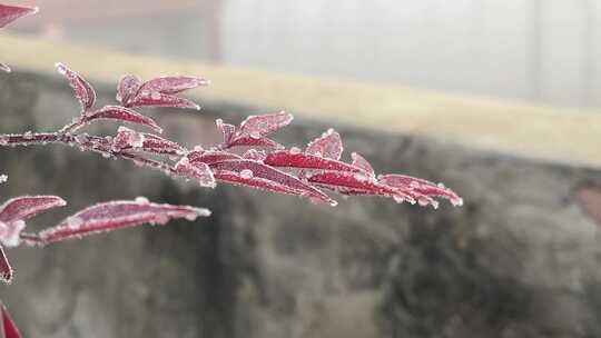 红色枫树树叶植物特写