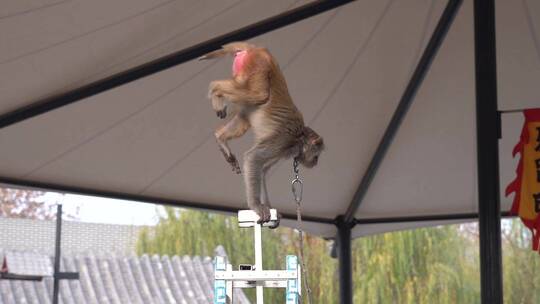 街头耍猴表演 杂技 街头艺人视频素材模板下载