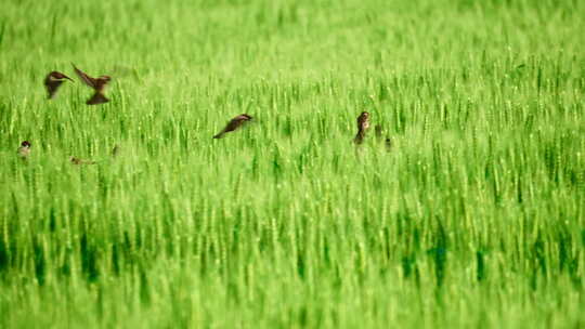 绿色麦田里成群的麻雀