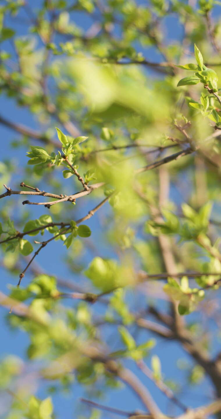 春天刚刚发芽的柳枝