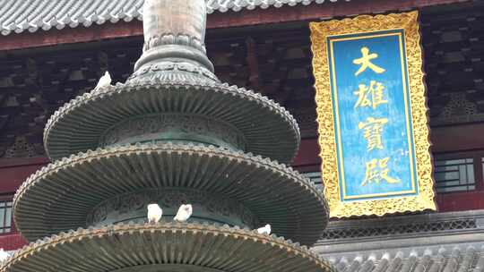 苏州阳澄湖重元寺大雄宝殿前的白鸽