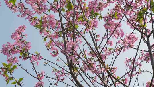 樱花花朵花瓣春天开放