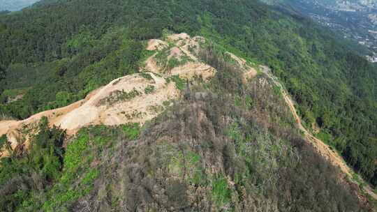 重庆缙云山山火一年后，森林生态逐渐恢复