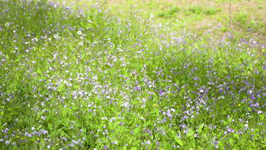 小花成片随风摆动二月兰紫金草