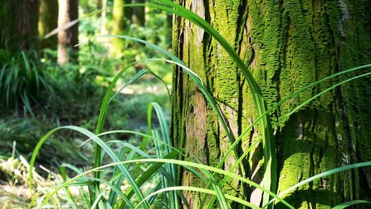 【原创】绿色苔藓树根爬山虎大自然生命力强