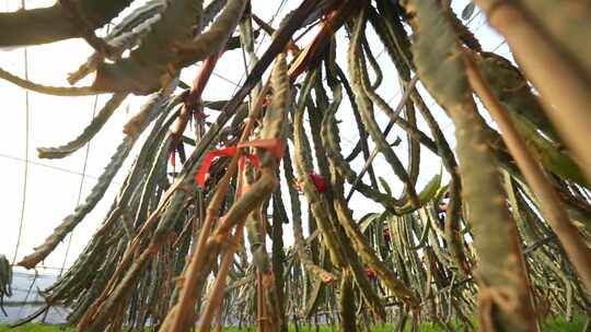 火龙果树 火龙果种植基地