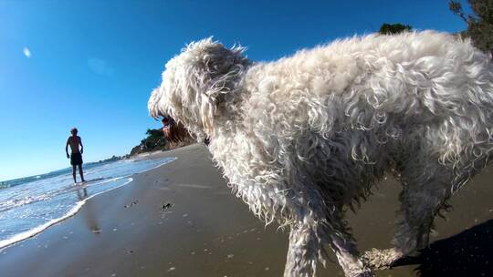在海滩上奔跑的拉布拉多犬
