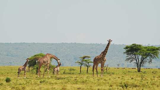 长颈鹿，小牛，非洲，草原