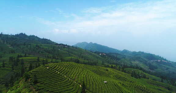 蓝天下的绿茶山梯田航拍风景茶园美丽