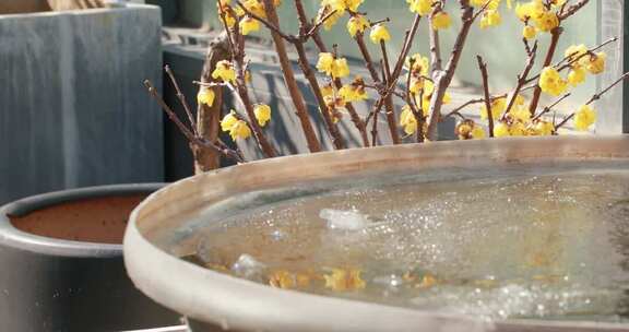 盆栽腊梅与结冰水盆特写
