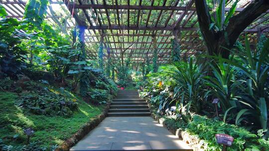 南宁青秀山荫生植物园