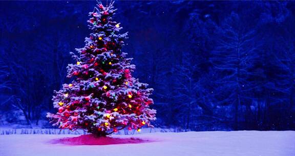 冬季雪地里的圣诞树