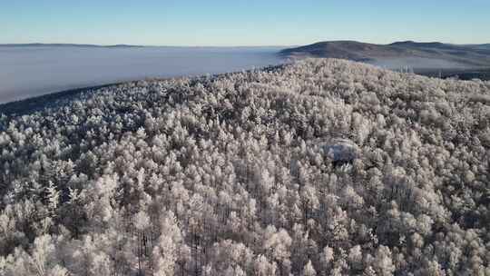 林海雪原云雾飘飘雾凇美景241122 (23)