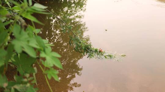 河边植物