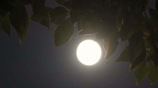 十五的夜晚圆月挂在树梢