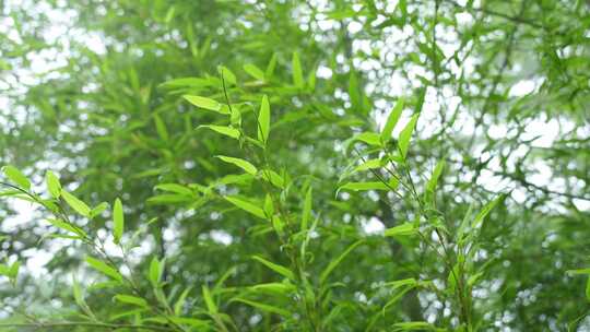 竹林竹叶禅意下雨天唯美空镜