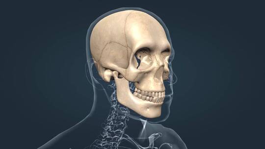 人体骨架骨骼头骨颅骨骨缝下颌骨上颌骨