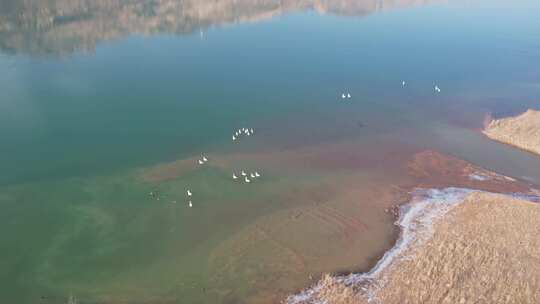 青海海南贵德天鹅湖碧水航拍视频