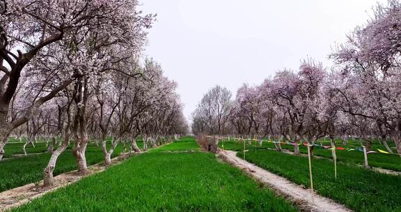 新疆莎车县巴旦木种植园区