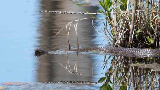 水蛇夏季在水中游泳的蛇大黑蛇