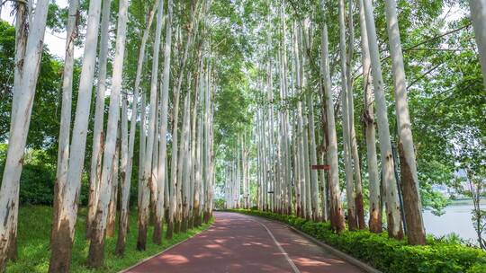 林荫小路阳光桉树林视频素材模板下载