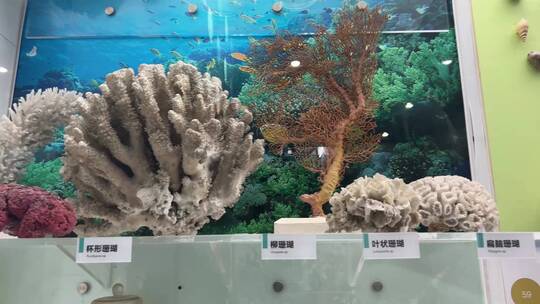 【镜头合集】海洋生物标本展览水生物化石