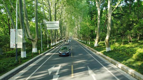 南京紫金山陵园路梧桐大道