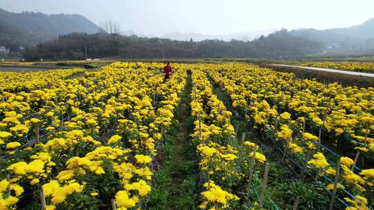 （多镜头）新农村菊花茶养殖