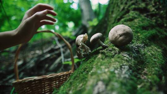 女人在森林里切割蘑菇的特写