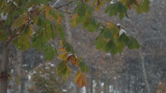 特写落满积雪的树枝雪花特写雾凇