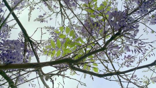 白天的紫色植物