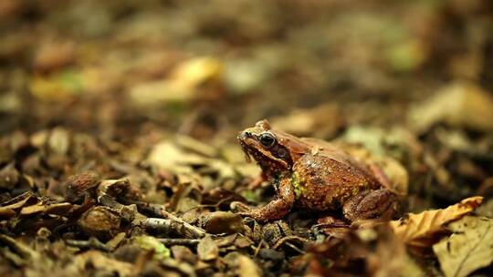 青蛙坐在森林的地上
