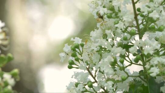 随风摇摆的白色花朵