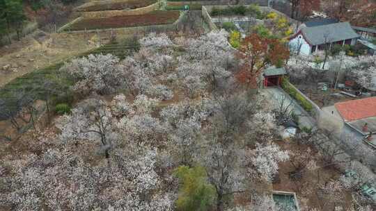 山村樱桃花开了