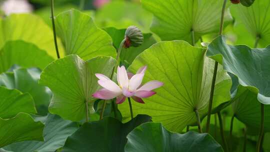 荷花 莲花 夏天