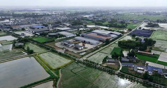 眉山东坡农业产业园区绿色稻田农田自然景观