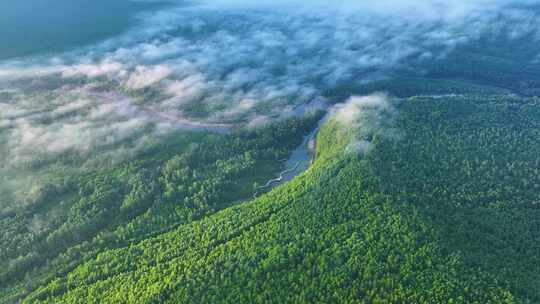 航拍高山晨雾绿色林海240726-15