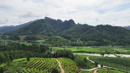 福建武夷山茶园选编 优质大红袍产区