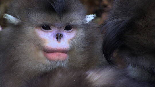 滇金丝猴首领1视频素材模板下载