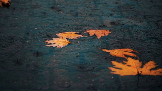 雨水滴在路边积水中