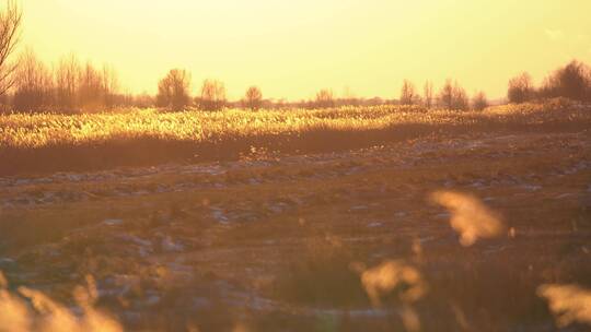 夕阳下隔着芦苇望去远方的田地回忆起故乡视频素材模板下载